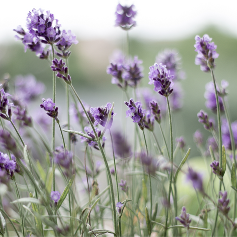 Lavender Flowers