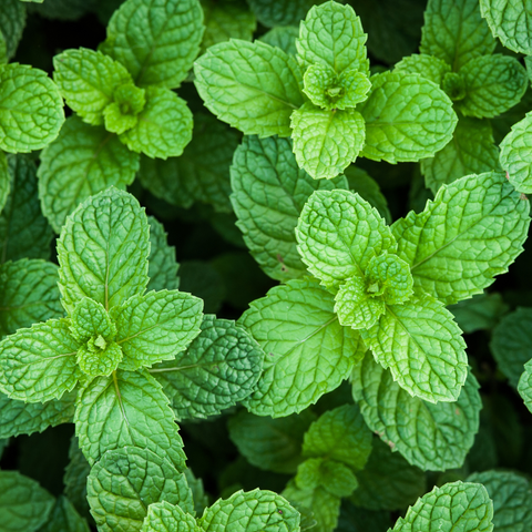 Peppermint Leaf