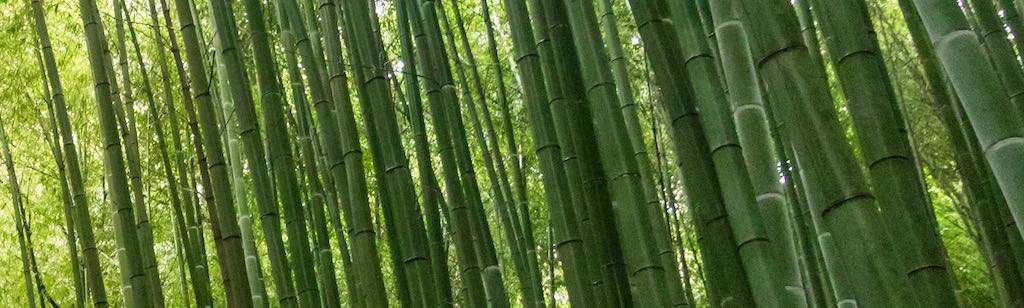 Bamboo forest