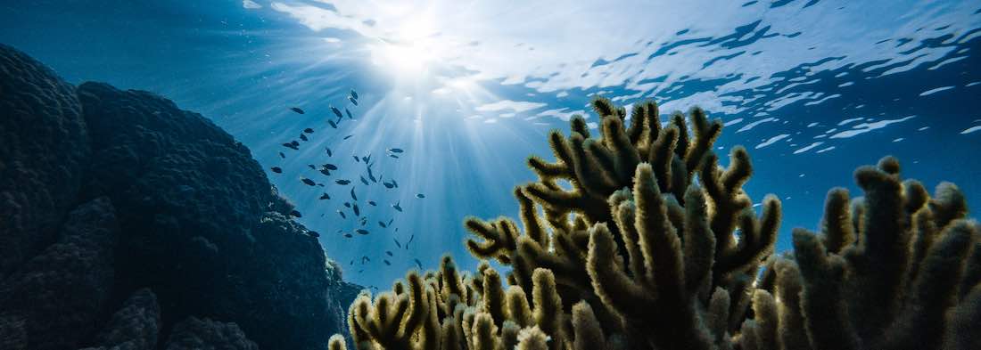 Coral Reef Impacted by Sunscreen