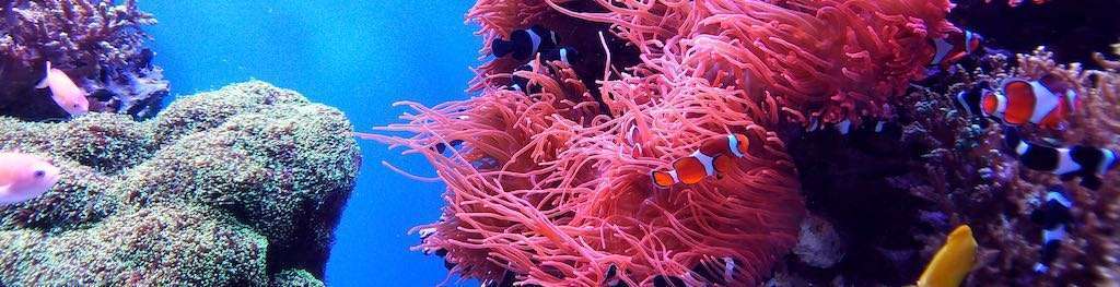 Coral Reefs Impacted by Sunscreen Ingredients