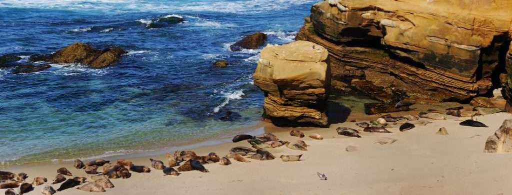 Sea Lion in La Jolla, San Diego, California