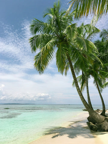 Beach with palm tree