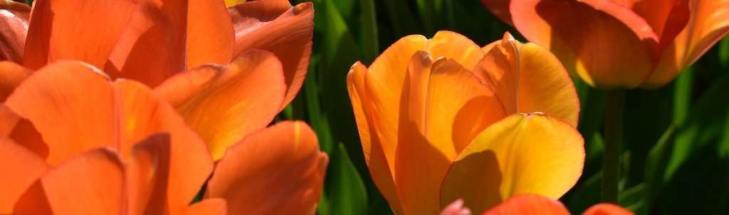 Sunny Garden with Orange Flowers
