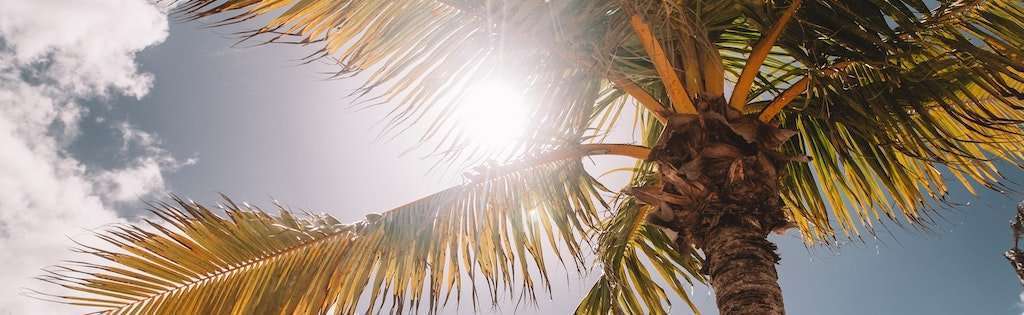 Palm Tree Blocking Sun
