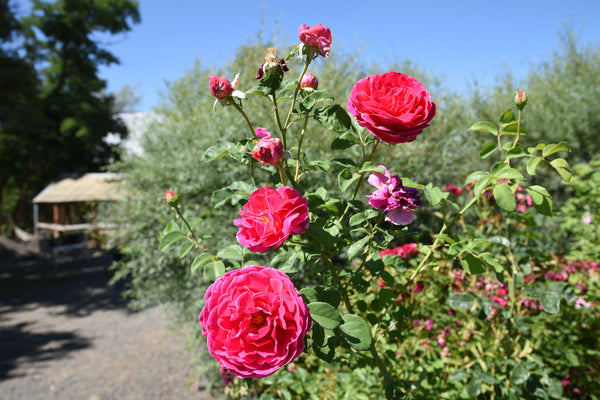 Roses in the garden at Hunter Moon Homestead