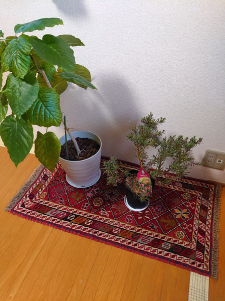 アゼルバイジャン産キリムと観葉植物/ギャッベ（ギャベ）通販オリエンタルムーン