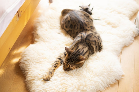 ラグ、じゅうたんは猫にとって有った方が良い