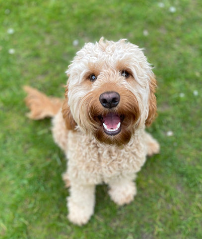 Image of a Cockapoo sitting on grass