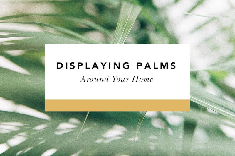 what to do with palms from palm sunday