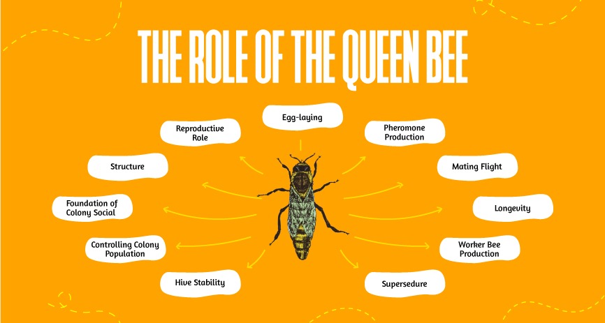 Role of Queen Bee HoneyAllDay Truly Raw Honey