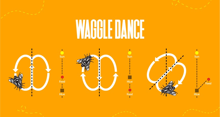 Waggle Dance HoneyAllDay Cold Processed Honey