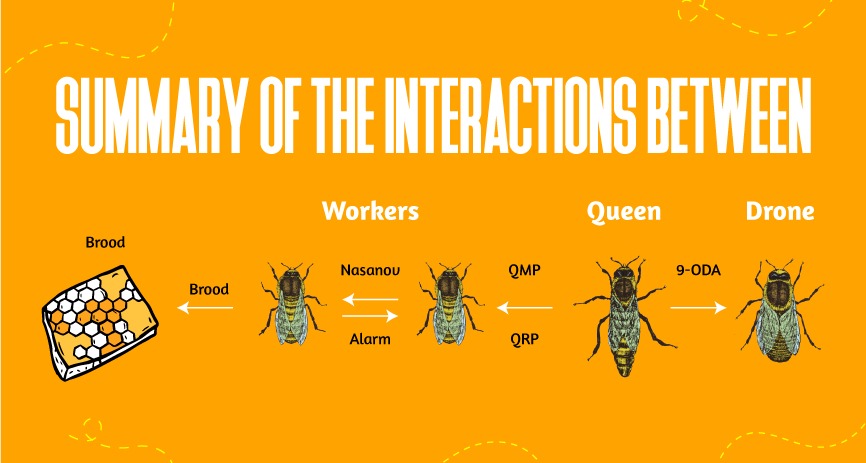 Honey Bees Communication HoneyAllDay Truly Raw Honey