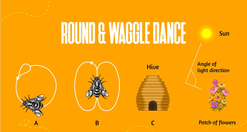 Round and Waggle Dance HoneyAllDay Cold Processed Honey