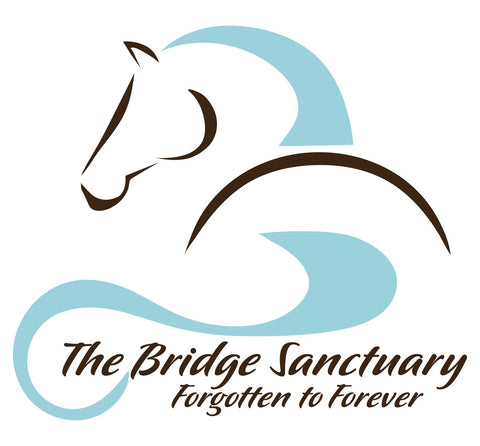 The Bridge Sanctuary, providing care to horses in need.