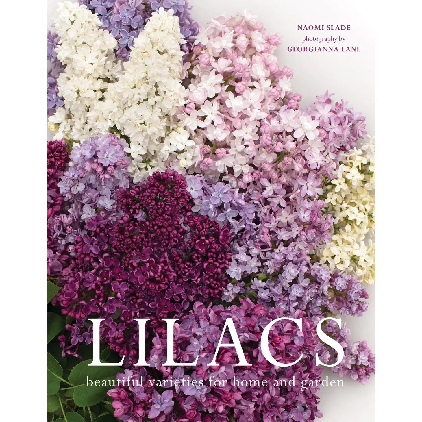 Lilacs : Beautiful Varieties for Home & Garden