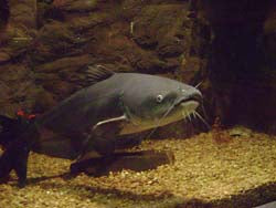 Blue Cat Fish