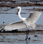 Egret