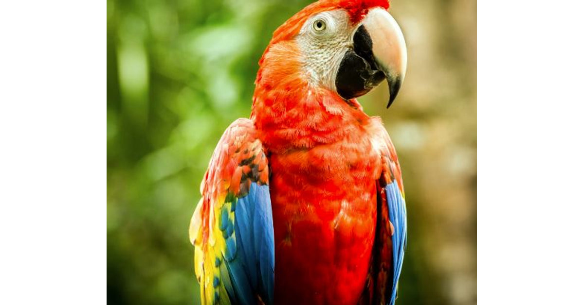 Glow Macaw