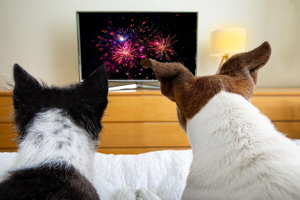 honden kijken vuurwerk op tv