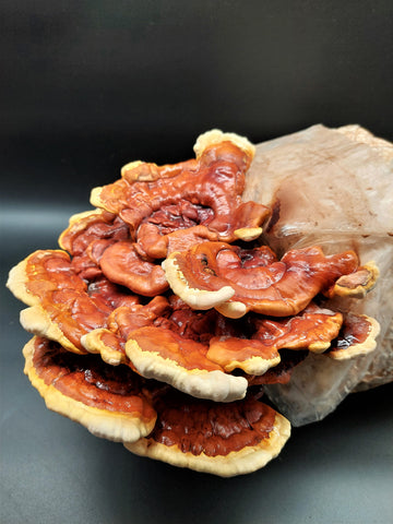 Ganoderma lucidum, reishi, zdravilne gobe, svetlikava pološčenka, gojenje gob