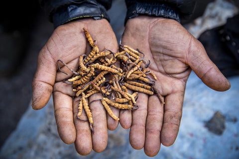 glavatec, cordyceps, impotenca, afrodizijak, zdravilne gobe, medicinske gobe, imunski sistem, energija, kordicepin, rak, rakava obolenja, energija, poživitev, šport, kondicija