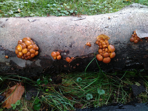 Nameko mushrooms (lat. Pholiota microspora) grow from a beech log.