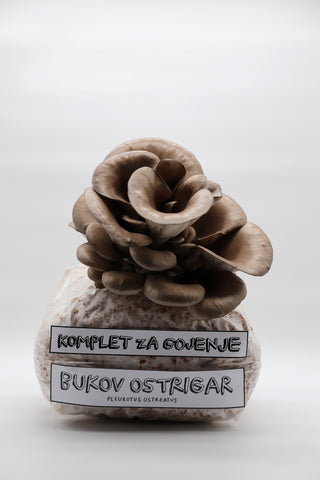 bukov ostrigar, kompleti za gojenje, gojenje gob, pleurotus osteratus