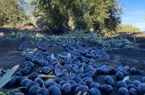 Casa Gomez pas geoogste picual olijven door mijn neef voor de oro de genave biologische extra vierge olijfolie