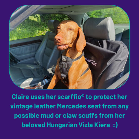 Here is Kiera the glorious auburn Hungarian Vizla sitting regally on a jet black scarffio® , which is protecting the vintage leather Mercedes car seat underneath.