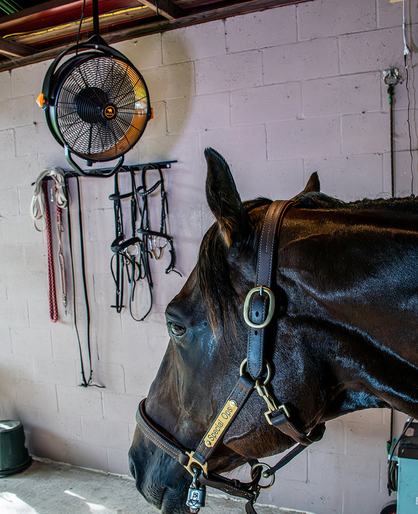 Caban Horse Farm Florida