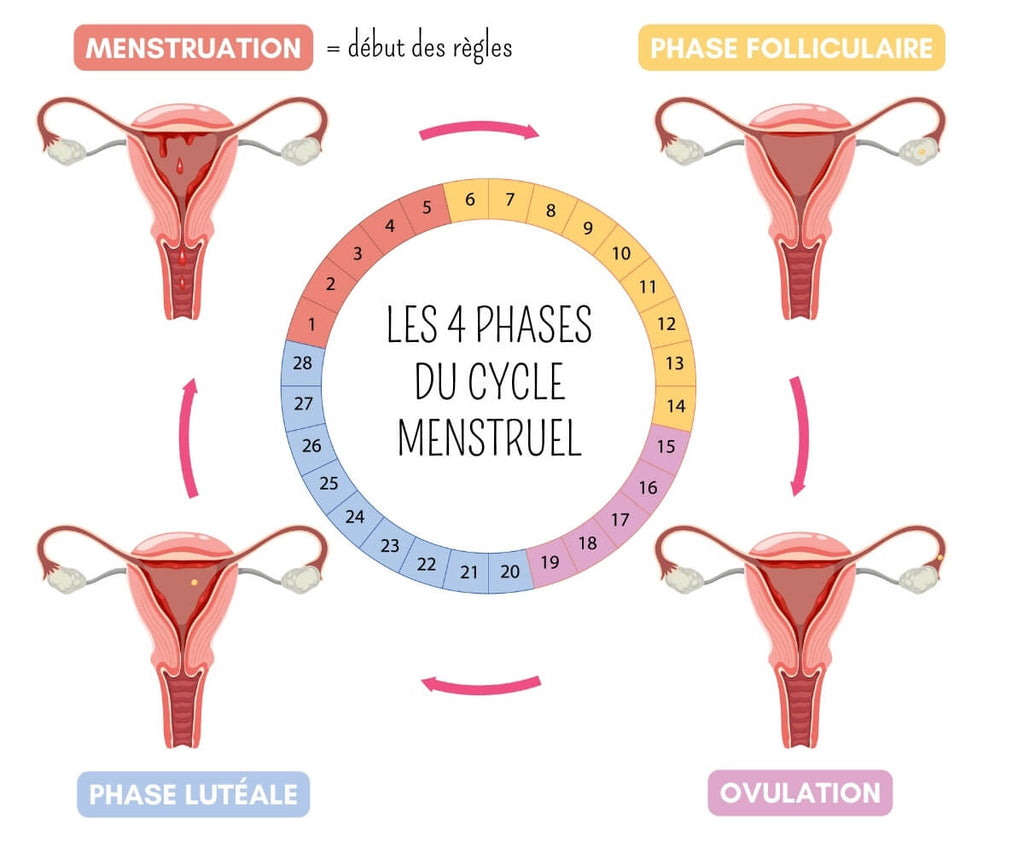 les 4 phases du cycle menstruel. Les règles expliquées