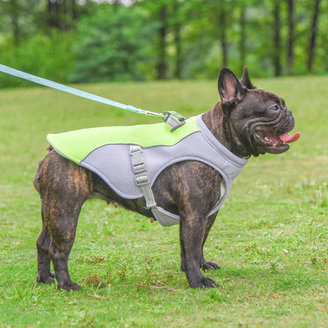 Detixy Kylväst - Optimal Kylning för Din Hund - Bäst i test Kyltäcke Grön / XL