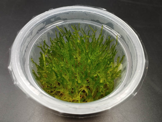 oogopslag Attent te binden Hydrofyt - Bucephalandra & Zeldzame aquarium planten !