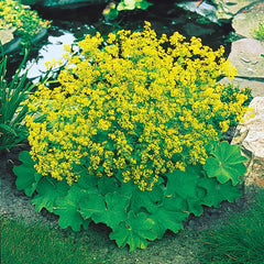 Lady’s Mantle