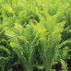 Hardy Ostrich Feather Fern
