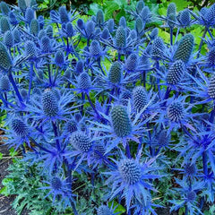 Beachside Blue Sea Holly Super Sak®