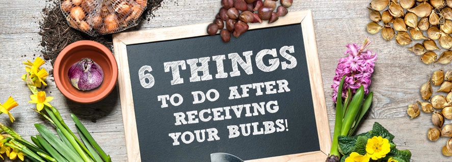 Things to do after receiving bulbs