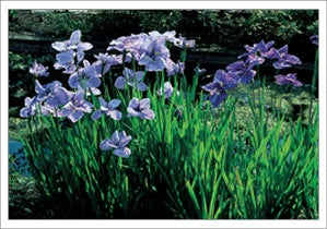 Iris