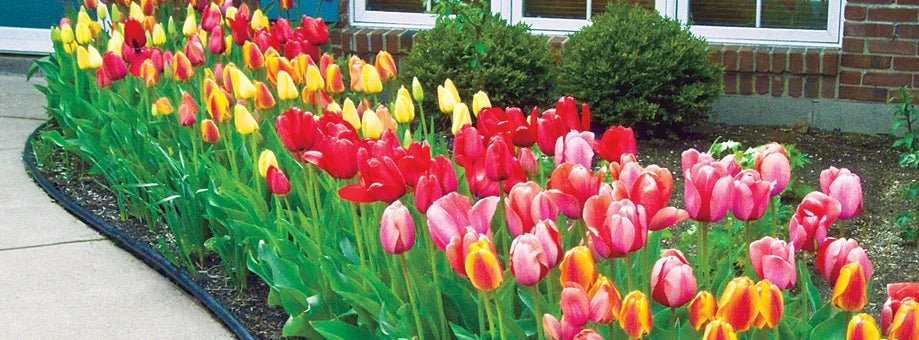 Best Bulbs for Cutting