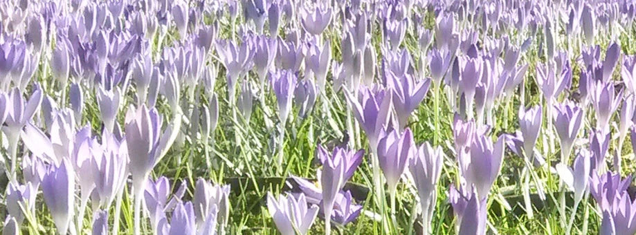 Tips & Growing Instructions: Crocus