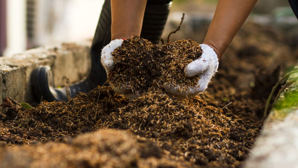 decomposed compost from layered compost bin