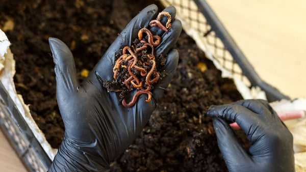 vermicomposting to live without sink disposal