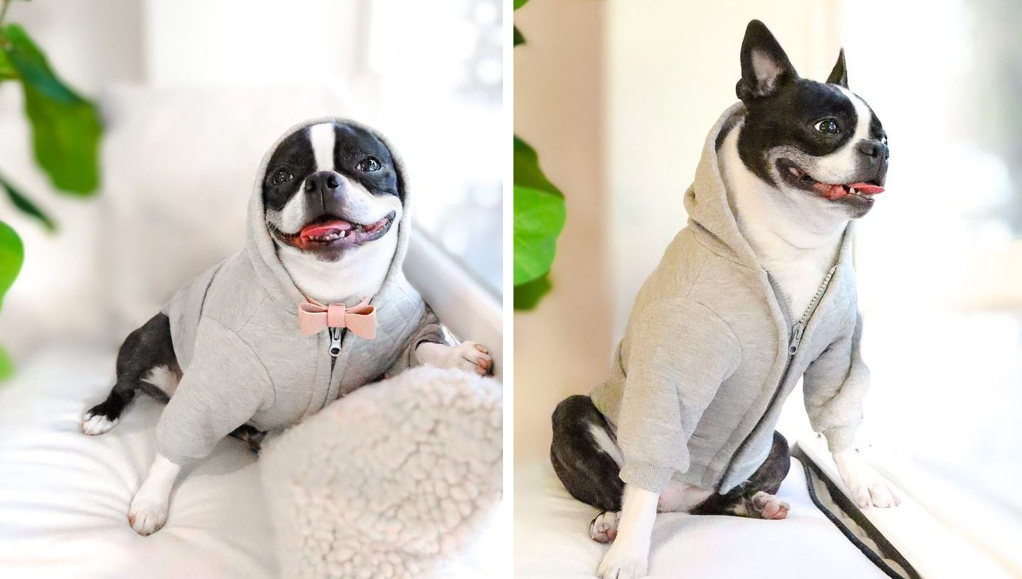 Pokey in Pipolli hoodie