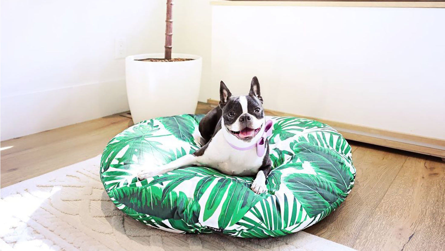 Pokey lounging on her Pipolli Tropical Bed