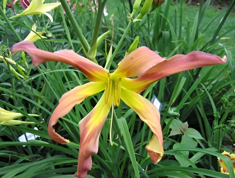 Chaco Canyon Dynamic Daylilies