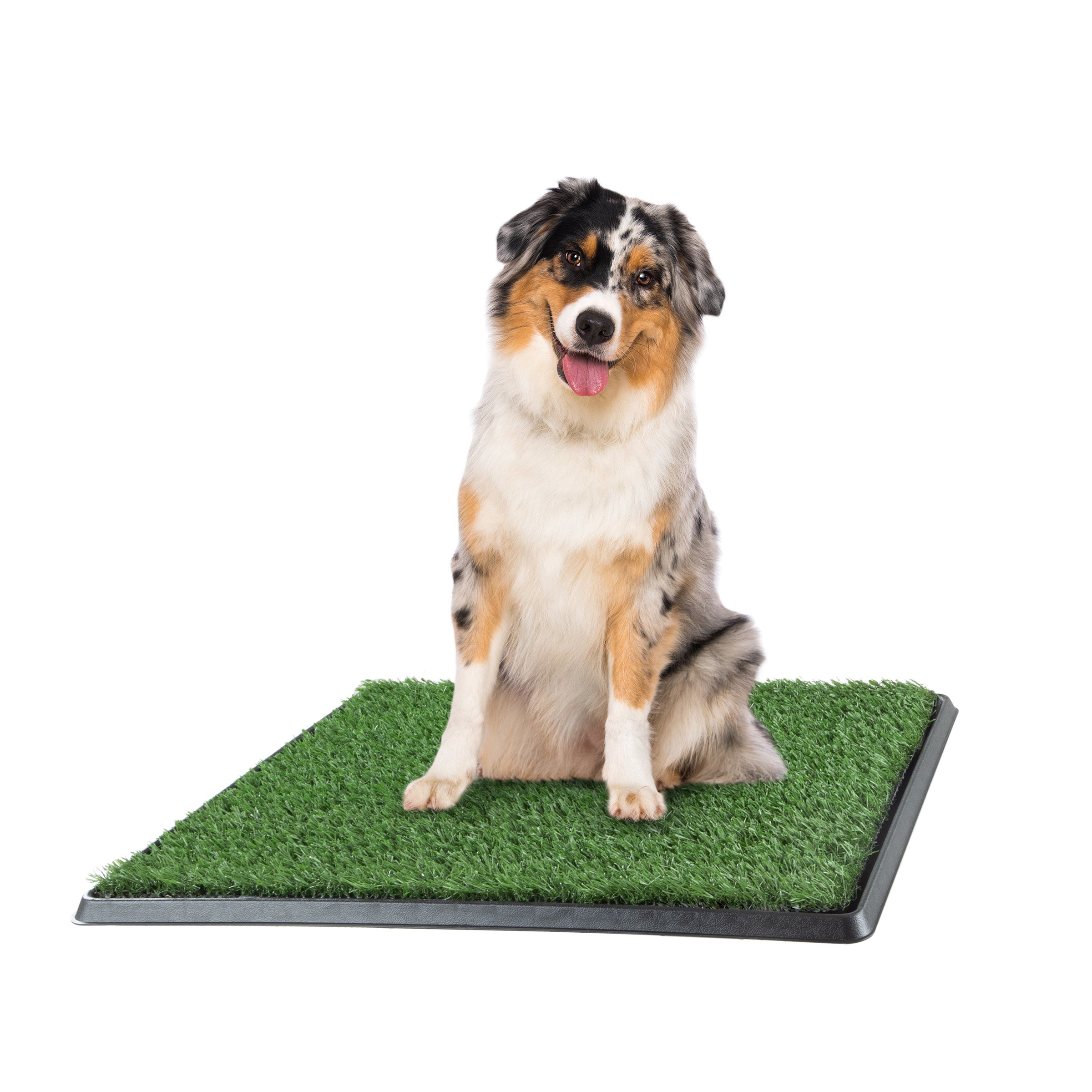 Large pee pads for clearance older dogs