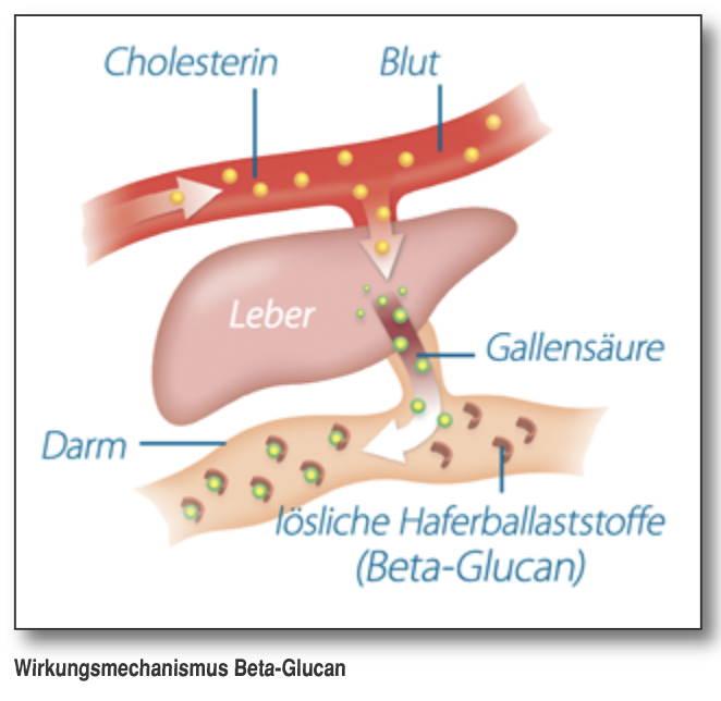 Beta-Glucan hat cholesterinreduzierende Vorteile und wirkt auf vielen Ebenen gesundheitsfördernd.
