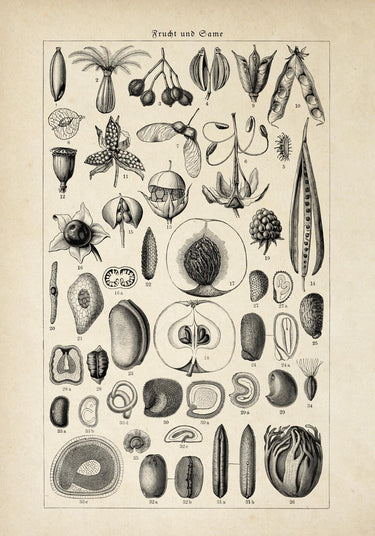 Antique Fruit and Seeds Poster – Kuriosis