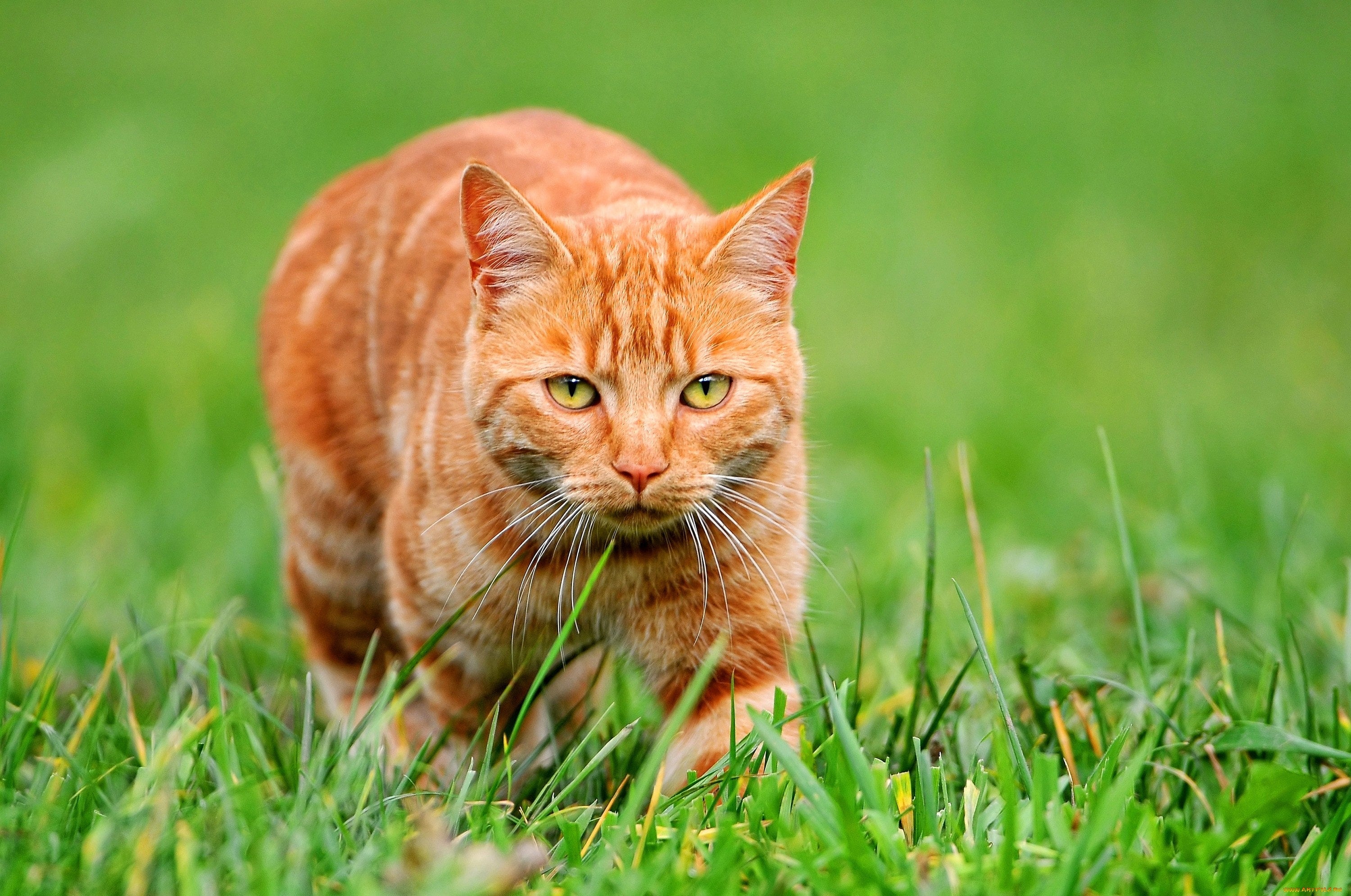 Die wichtigsten Faktoren, die die Immunität von Katzen beeinflussen